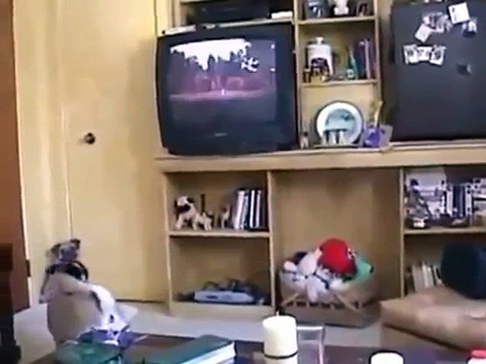 O filme para o cão. Cão engraçado assistir a um filme na TV