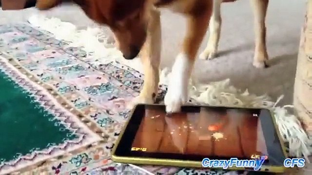 Fruit Ninja. Cães que jogam no tablet na Fruit Ninja