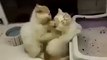 Cat Giving Massage To Other Cat (Funny) - Funny Videos