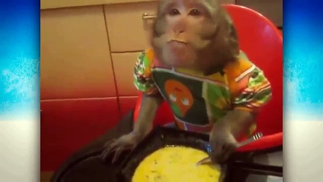 Estos animales divertidos. animales divertidos