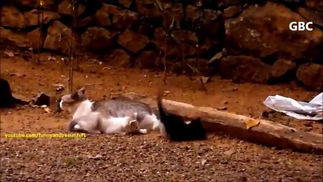 Cola para los gatitos. Gatitos divertidos jugando con cola de gato de la madre