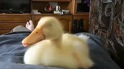 El ronquido es un dueto. Pato divertido con una gran cantidad de roncar Napara