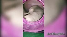 Las chinchillas son divertidos. Divertidos chinchillas se bañan en la arena