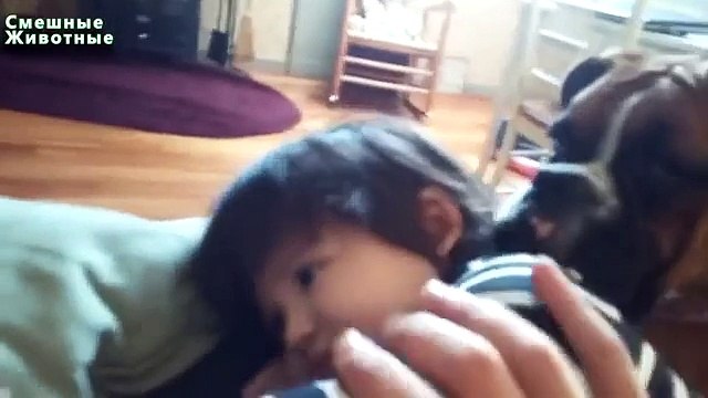 Los cachorros jugando con los bebés. Cachorros y los niños divertidos