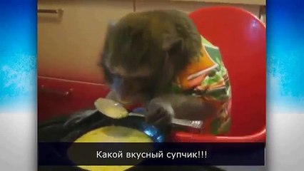 Ces drôles d'animaux. funny animals