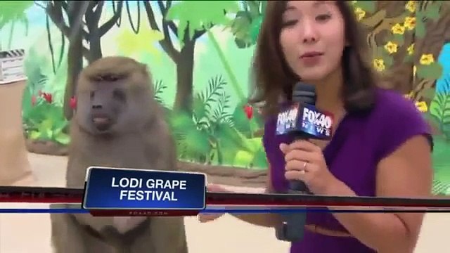 Ces drôles d'animaux amusants avec des bébés animaux