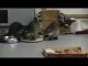 Les ratons laveurs rusés volent trois de pizza. Voleur drôle de raton laveur