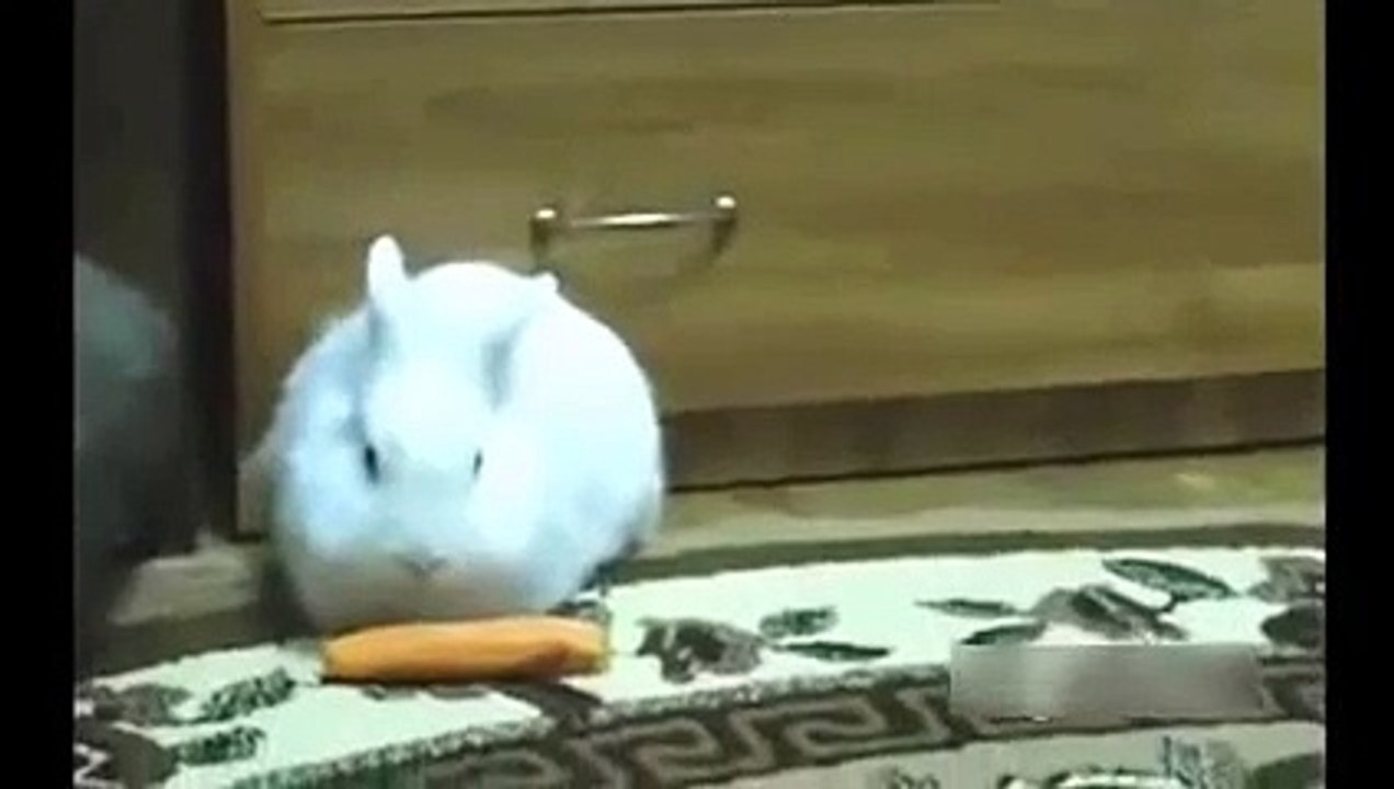Hamster traîné lapin une carotte hamsters et lapins cool