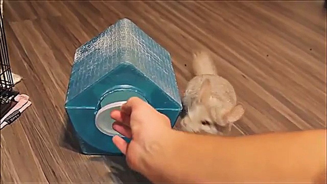 Chinchilla et le chat. Animaux familiers drôles