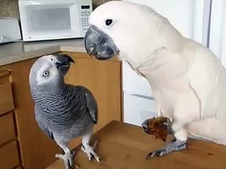 Perroquet généreux. Kakadu est partagée avec de la nourriture Gris