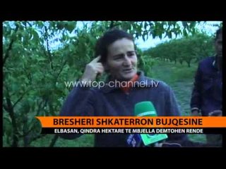 Elbasan, breshëri shkatërron bujqësinë - Top Channel Albania - News - Lajme