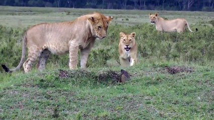 Mongoose against lions - David VS goliath