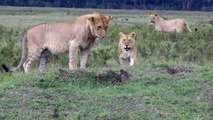 Une mangouste se défend férocement contre des lions... Et gagne