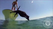 This Talented Labrador Dives And Catch Lobsters
