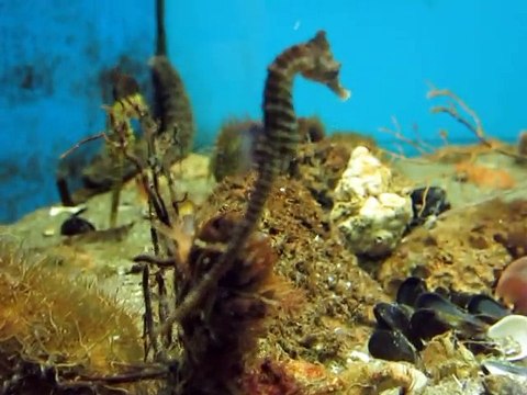 Hippocampus Cavallucci Marini