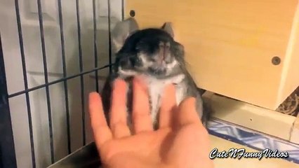 Shinshillnye 엔터테인먼트. 재미 칠 재미