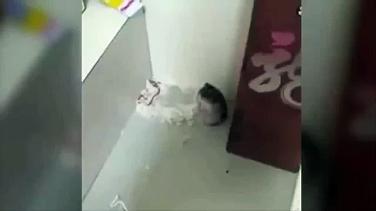 햄스터 예술가. 재미 햄스터 코미디언