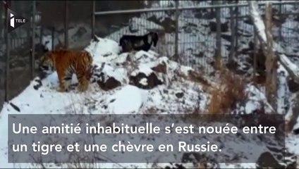 Un tigre et une chèvre se lient d'amitié dans un parc animalier en Russie