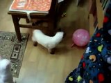 ボール猫のケア。おかしい猫はボールで遊びます