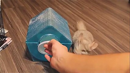 チンチラと猫。おかしいペット