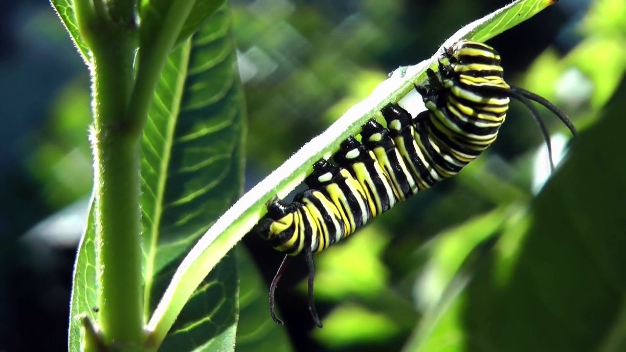 Hızlandırılmış şekilde tırtılın kelebeğe dönüşümü