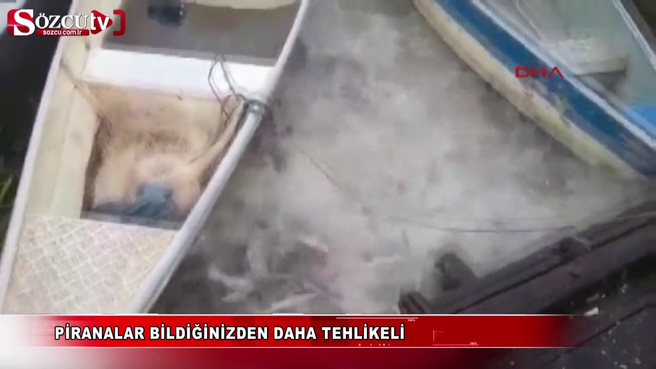 Piranalar bildiğinizden daha tehlikeli