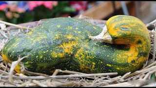 Funny Shaped Fruits And Vegetables HD 2014 HD