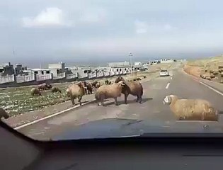 Sheep destroys car bumper