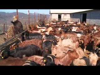 Pas diplomimit në “La Sapienza”, braktisën Romën për Rubikun - Top Channel Albania - News - Lajme