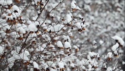 Песенка про зиму. Уральские пельмени.