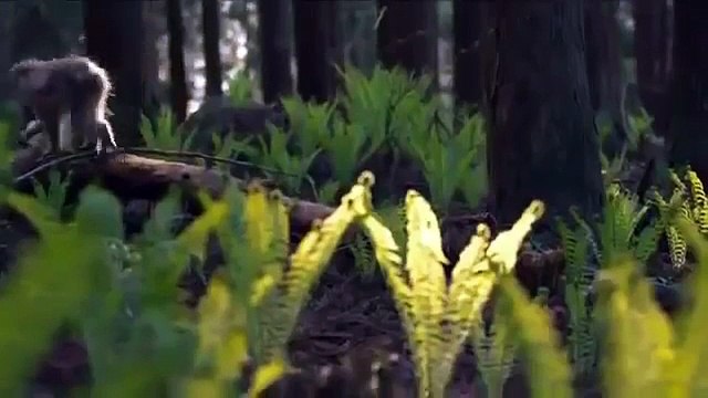 Snow Monkeys Full Documentary Amusing Snow Monkeys Full Documentary