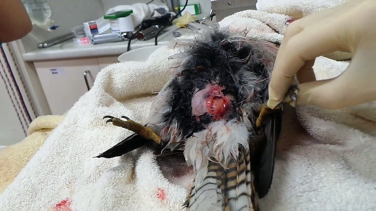 Popular Veterinary surgery & Surgery videos