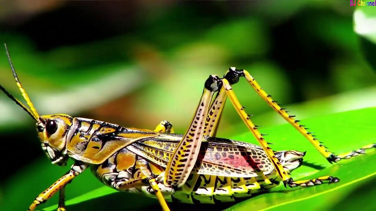 Con Cào Cào - Nhạc Thiếu Nhi Vui Nhộn Hay Nhất