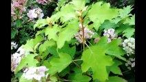 Pee Wee Hydrangea at HH Farm in Doylestown Pa