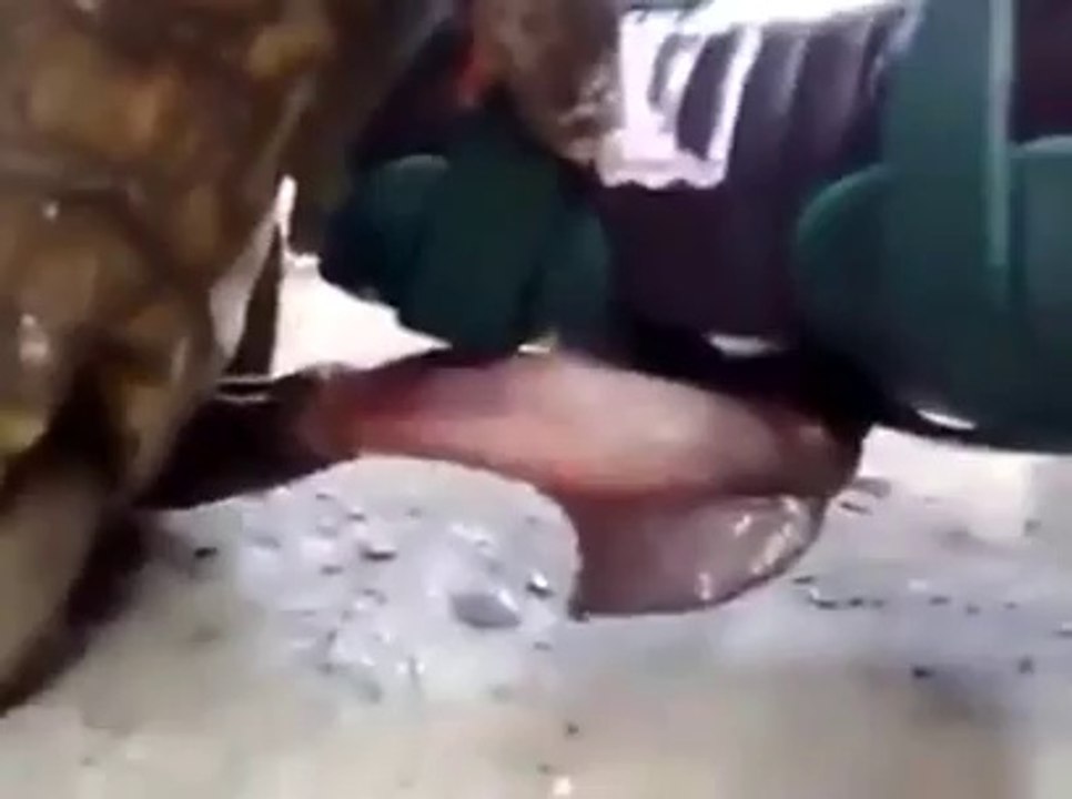 Watch turtle's work