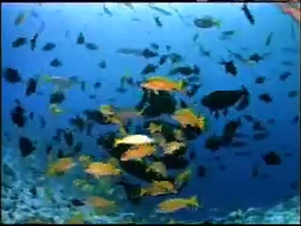 GROSSARTIGE UNTERWASSERWELT