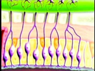 Miracles of the brain: Smell and taste