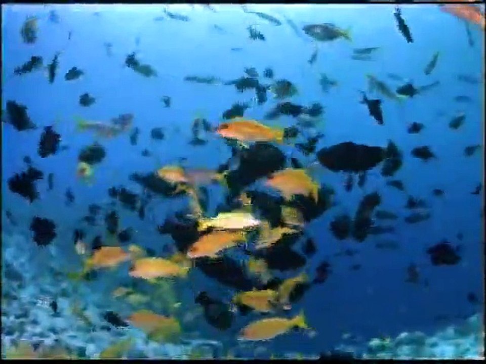 DƏNİZLƏRDƏKİ MÖHTƏŞƏM YARADILIŞ