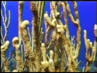 Denizlerdeki ihtişam