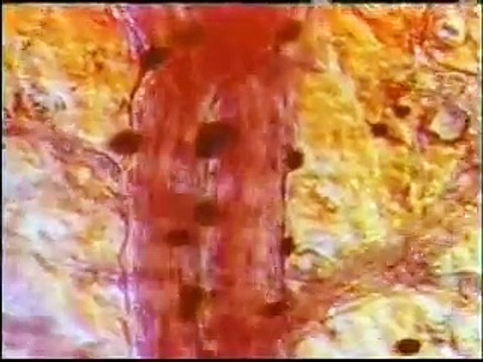 DAS WUNDER DES WERDENDEN MENSCHEN