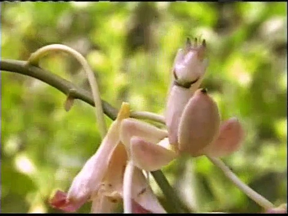 Harika canlılar 3 (Canlılarda kamuflaj ve akılcı davranışlar)