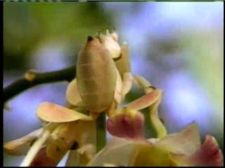 For men of understanding - III (camouflage in the nature)