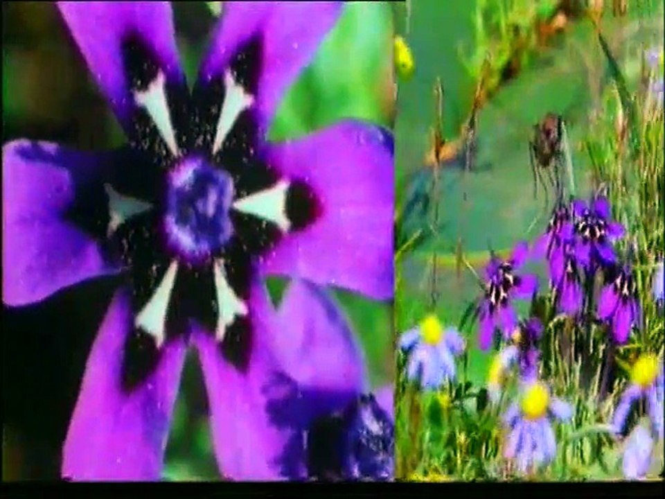 Bitkilerin dünyası (Çocuk filmi 10)