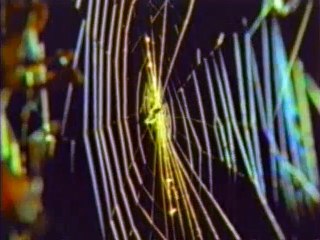 For men of understanding - II (luminescent creatures, spider, camel)