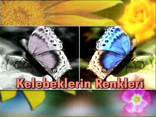 Allah'ın renk sanatı