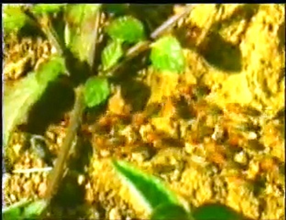 LIEBE UND ZUSAMMENARBEIT UNTER DEN LEBEWESEN