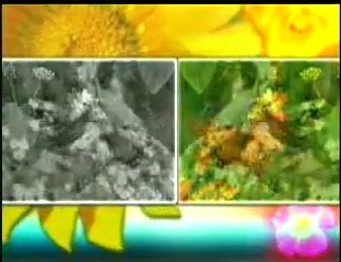 DAS KÜNSTLERISCHE GENIE ALLAHS’ IN DEN FARBEN