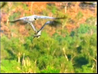 Konuşan kuşlar mucizesi