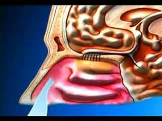 أسرار الدماغ (الذوق والشم)