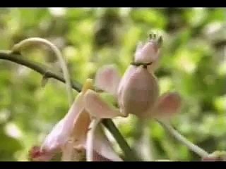 PËR NJERËZIT QË MENDOJNË III - Kamuflazhi dhe sjellja inteligjente tek kafshë